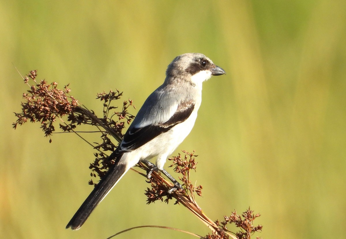 Loggerhead Shrike - ML622837682