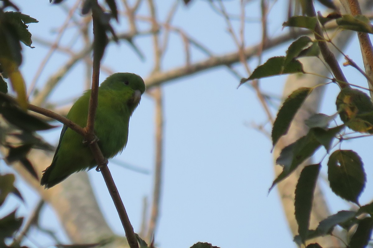 Cobalt-rumped Parrotlet - ML622837706