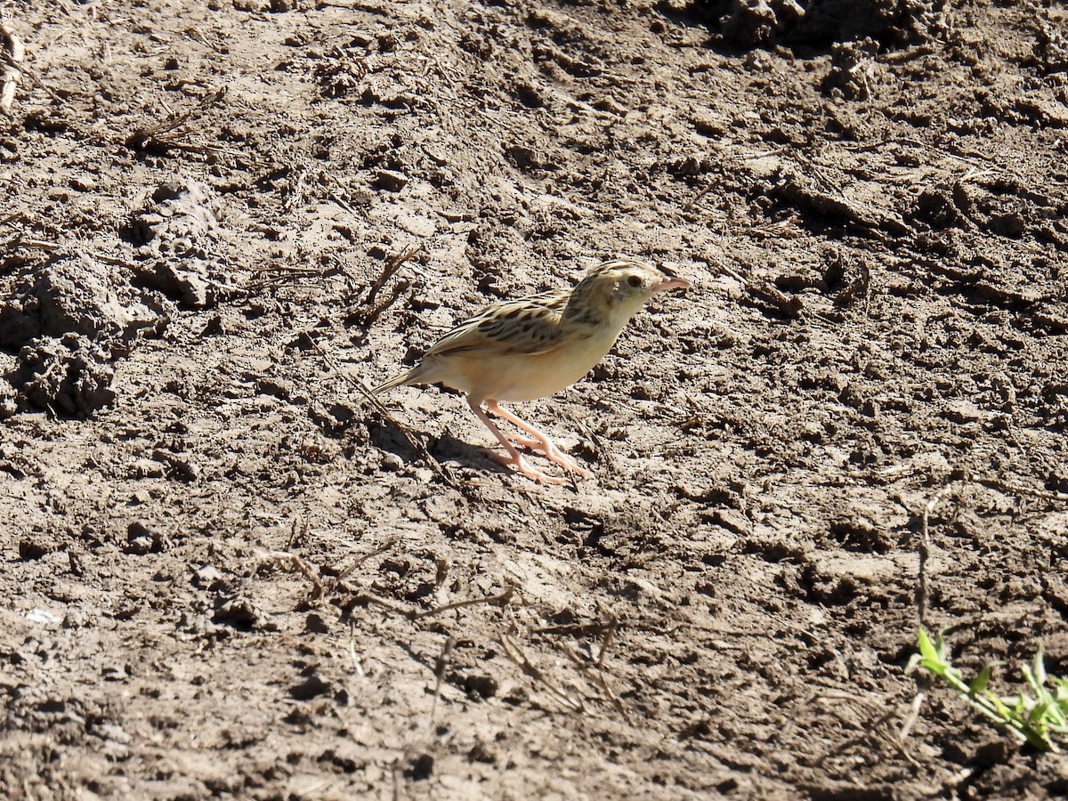 Pectoral-patch Cisticola - ML622837781