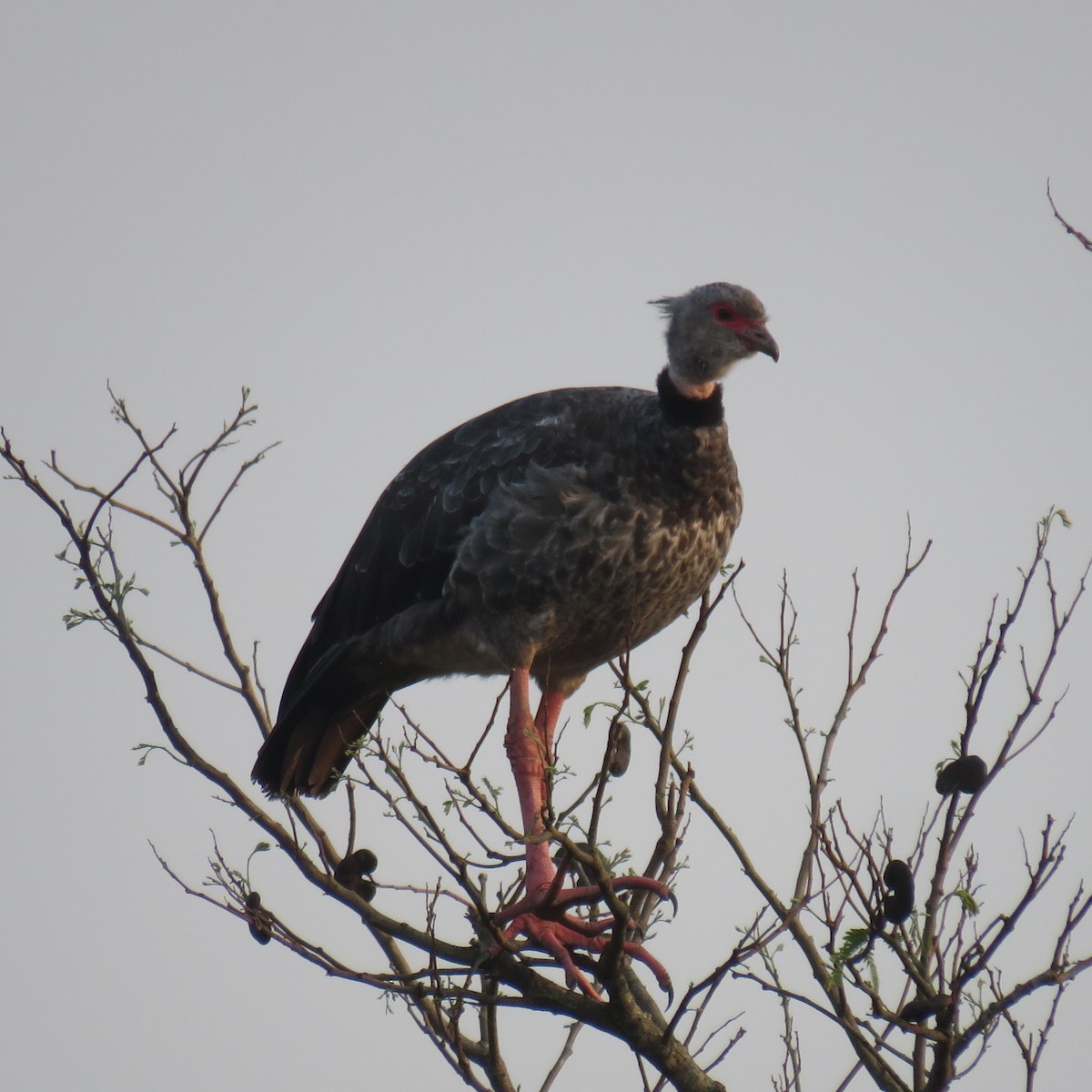 Southern Screamer - Anonymous