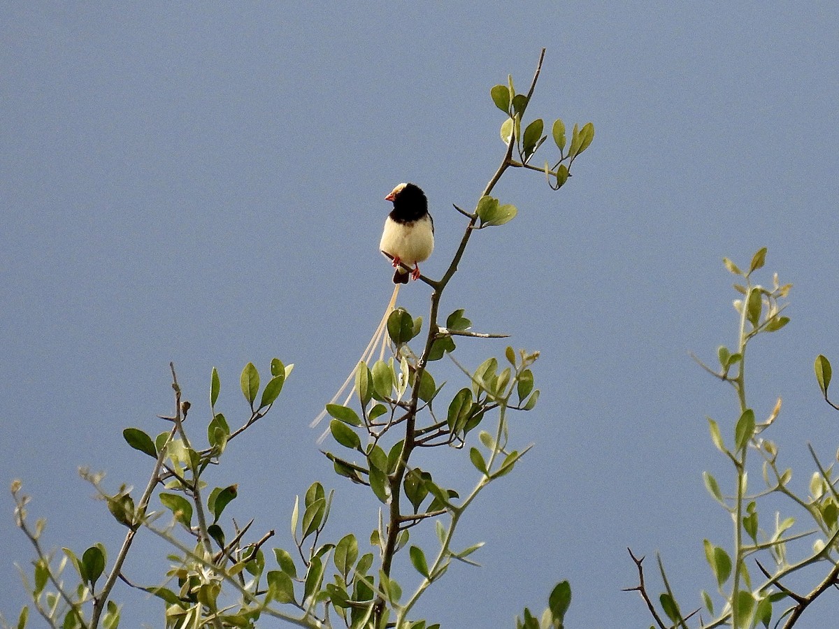 Straw-tailed Whydah - ML622837880