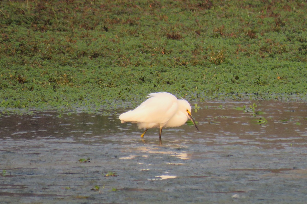 Snowy Egret - ML622837905