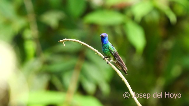 Golden-tailed Sapphire - ML622837914