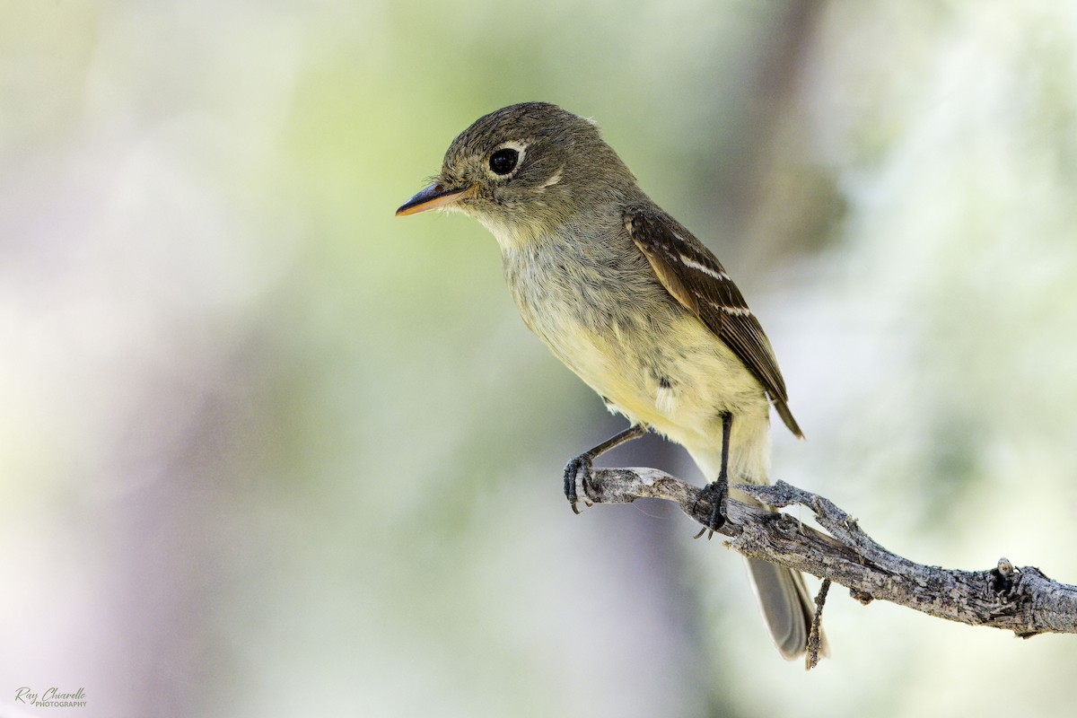 Western Flycatcher (Cordilleran) - Ray Chiarello