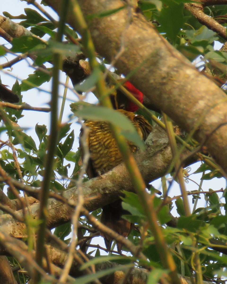 Golden-green Woodpecker - Anonymous