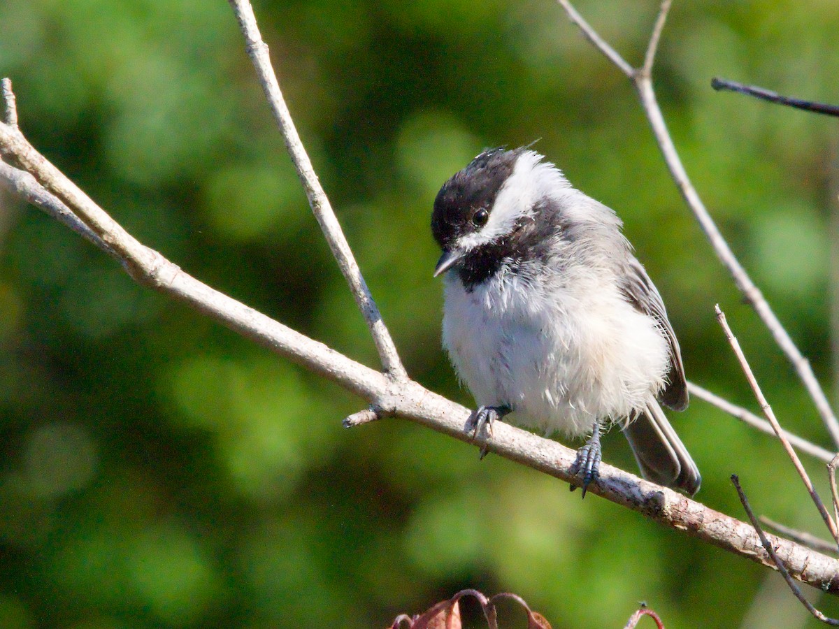 Black-capped Chickadee - John Felton