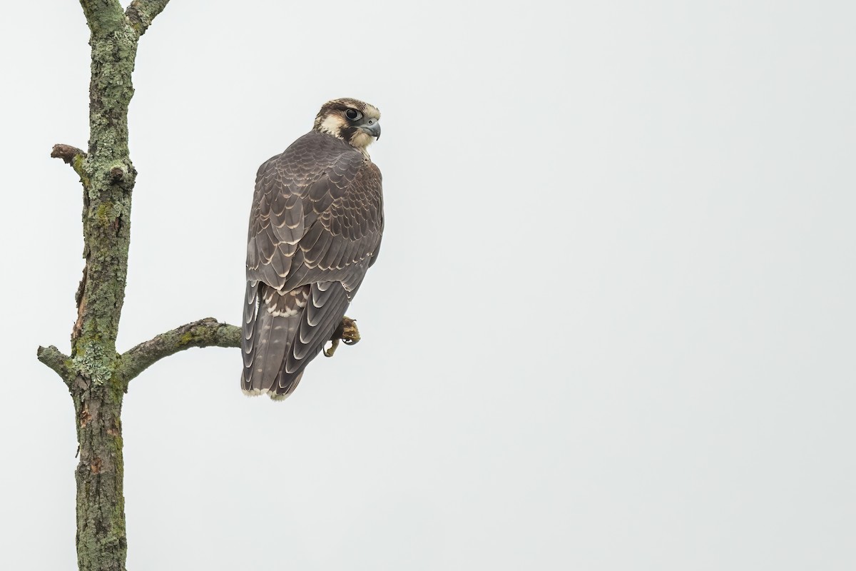 Peregrine Falcon - ML622837971