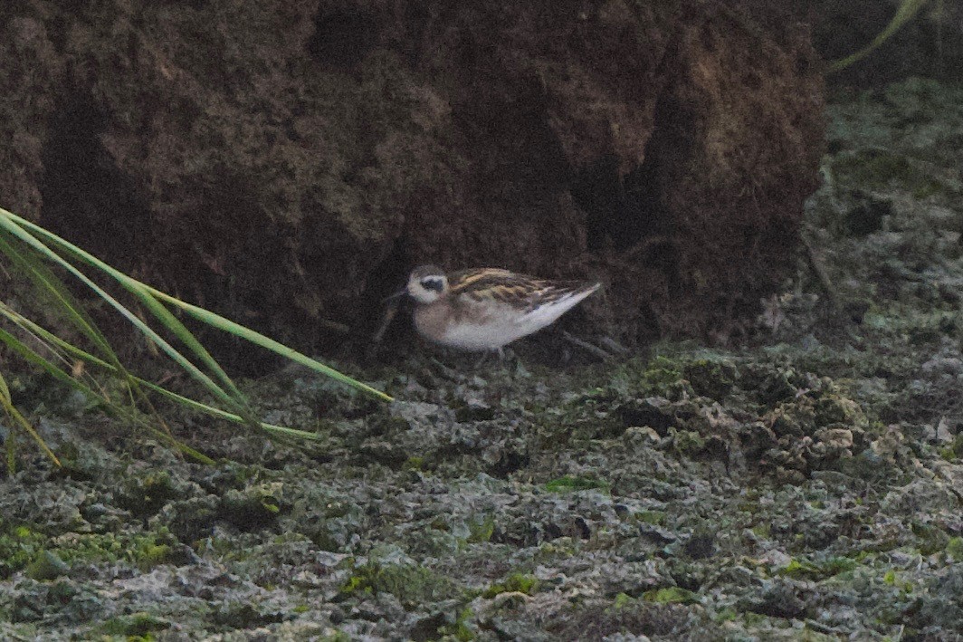 Red-necked Phalarope - ML622837979