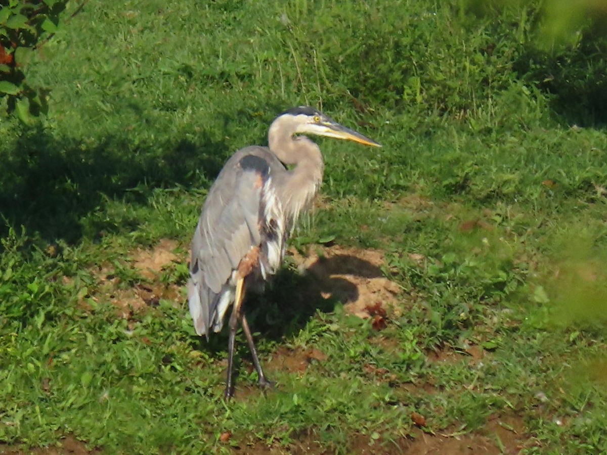 Great Blue Heron - ML622838008