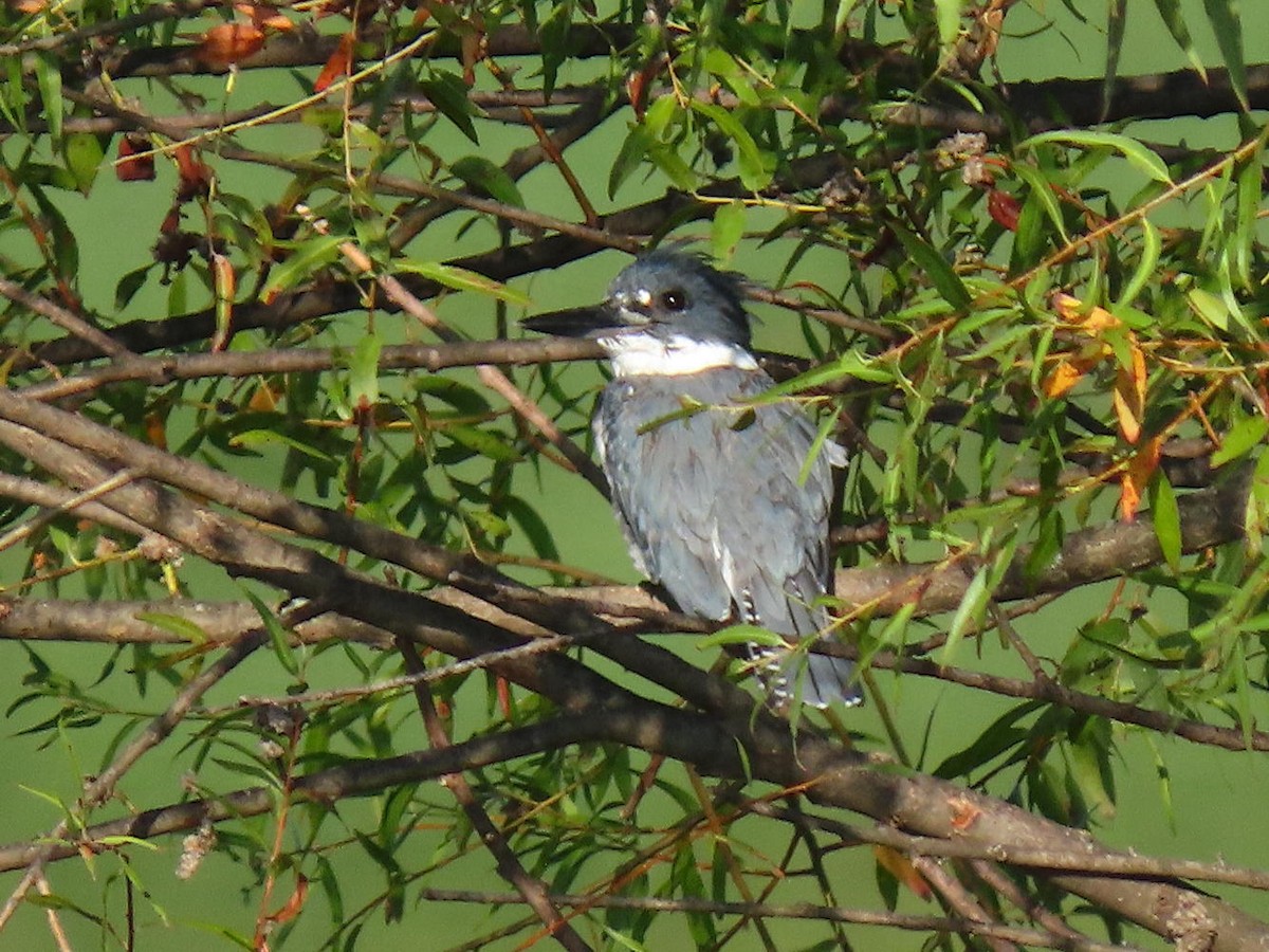 Belted Kingfisher - ML622838016