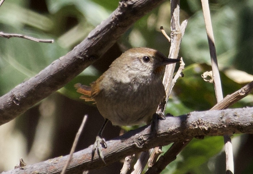 Rusty-fronted Canastero - ML622838038