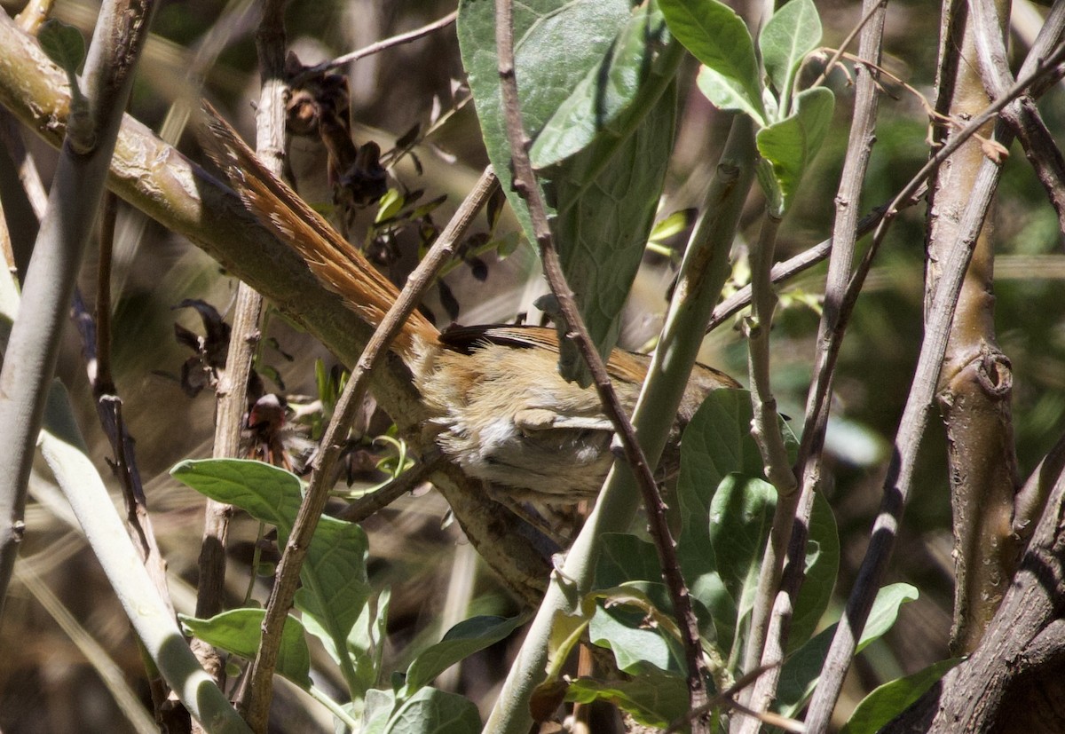 Rusty-fronted Canastero - ML622838039