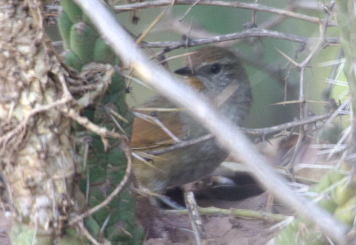 Rusty-fronted Canastero - Claire Christensen