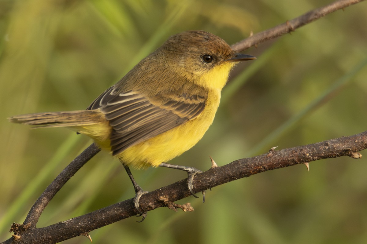 Warbling Doradito - ML622838167