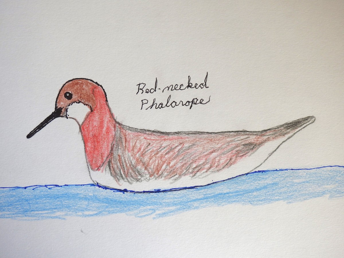 紅領瓣足鷸 - ML622838196