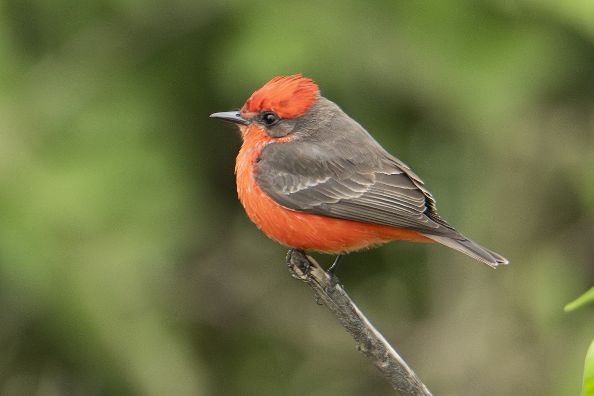 Vermilion Flycatcher - ML622838211