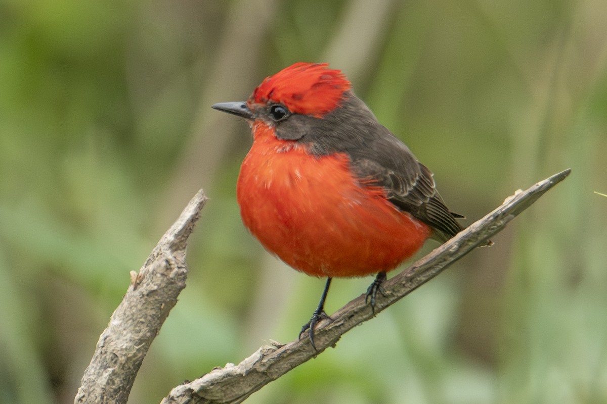 Vermilion Flycatcher - ML622838212