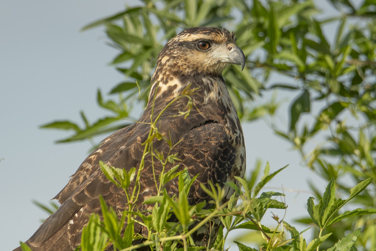 Great Black Hawk - Andy Bowen