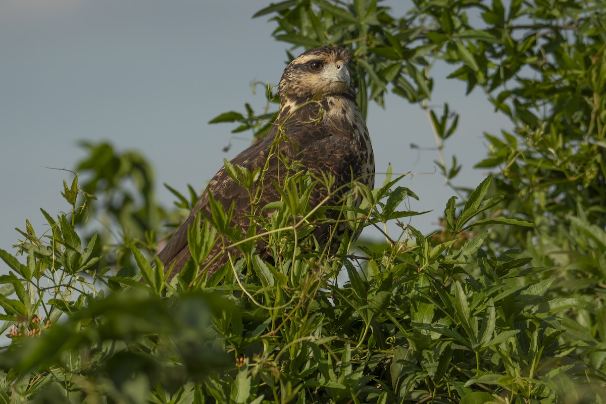 Great Black Hawk - Andy Bowen