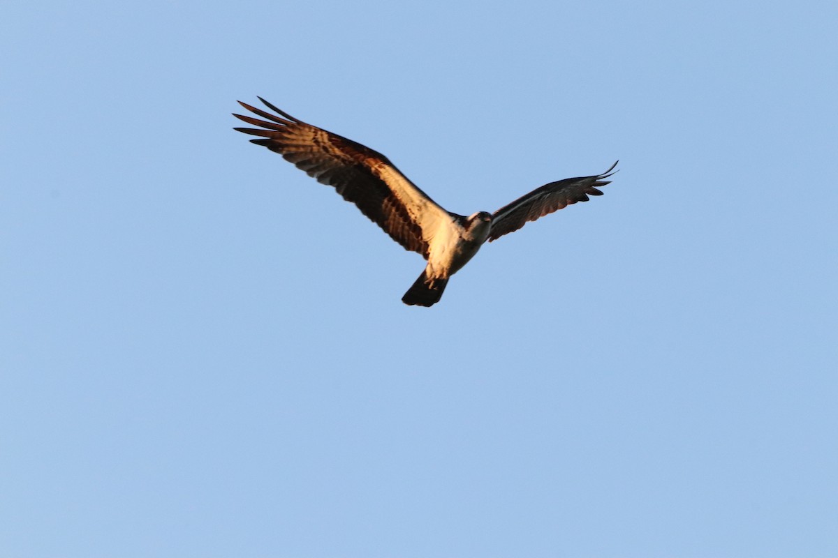 Osprey - Yves Robichaud