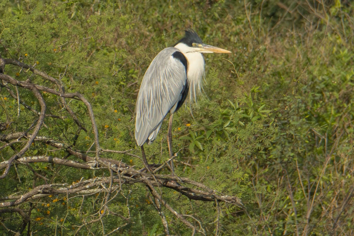 Cocoi Heron - ML622838255