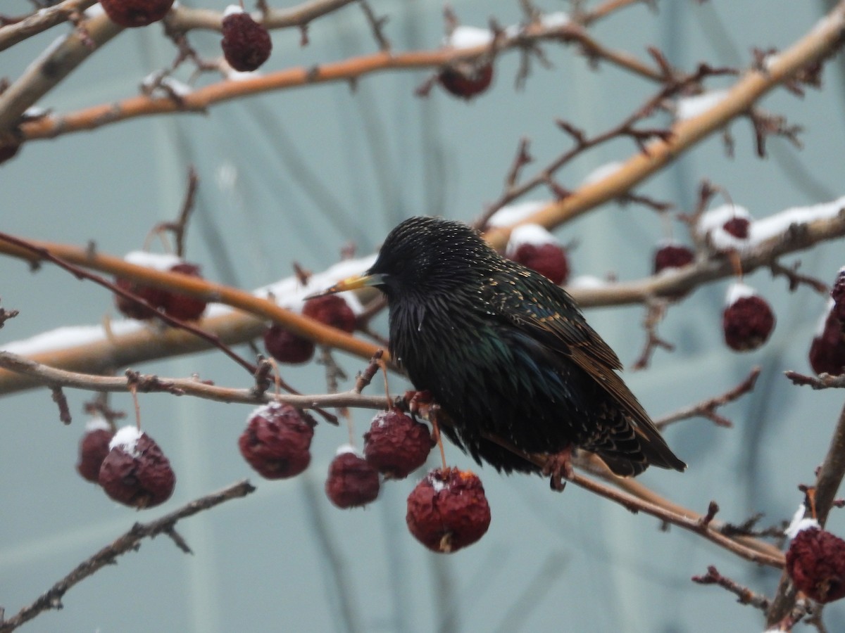 European Starling - ML622838274