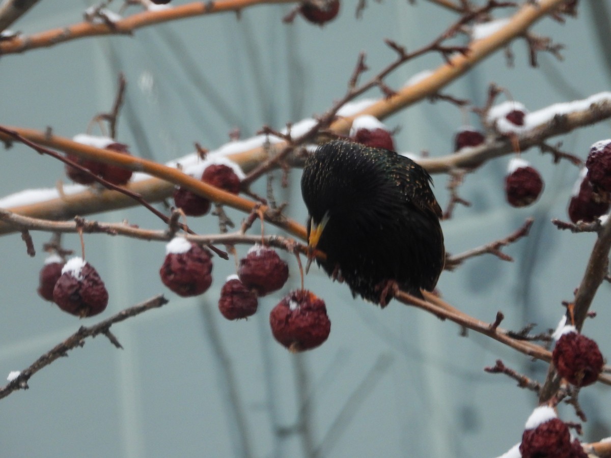 European Starling - ML622838277