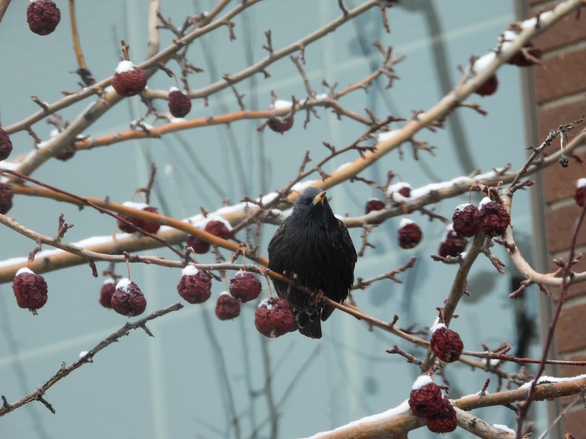 European Starling - ML622838278