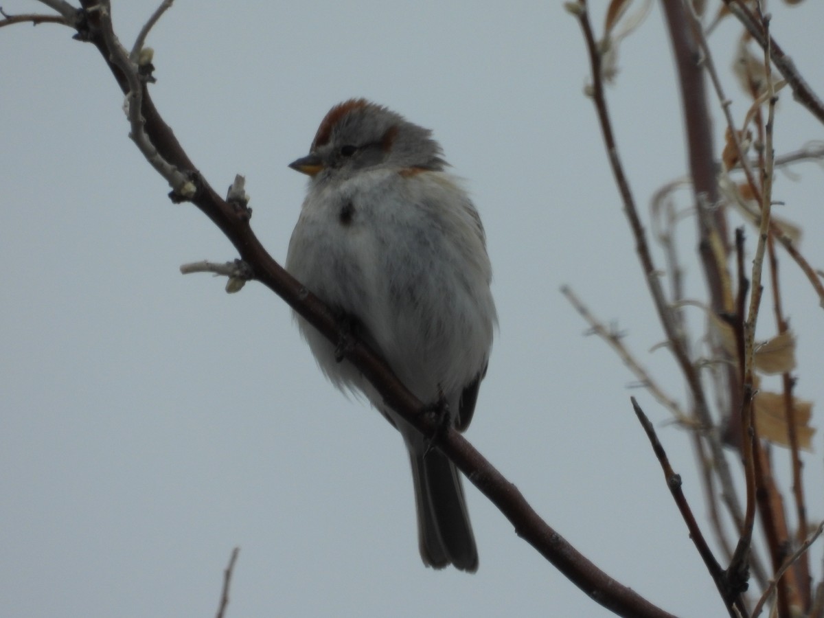 American Tree Sparrow - ML622838280