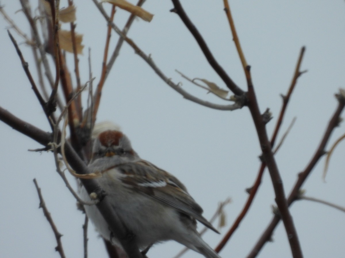 American Tree Sparrow - ML622838281