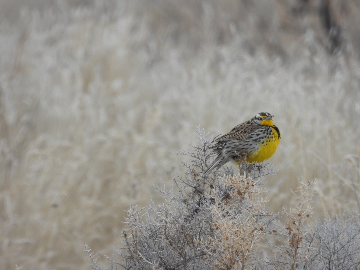 Western Meadowlark - ML622838290