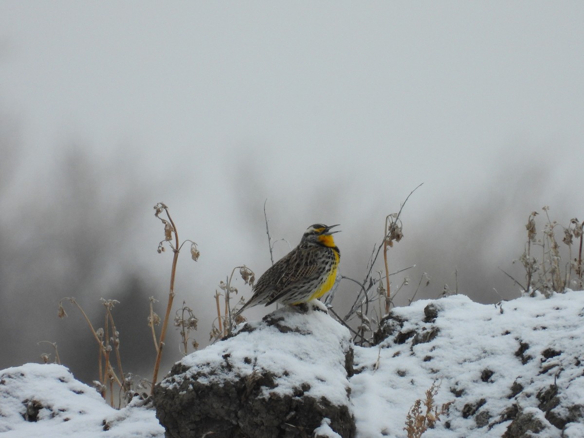 Western Meadowlark - ML622838291