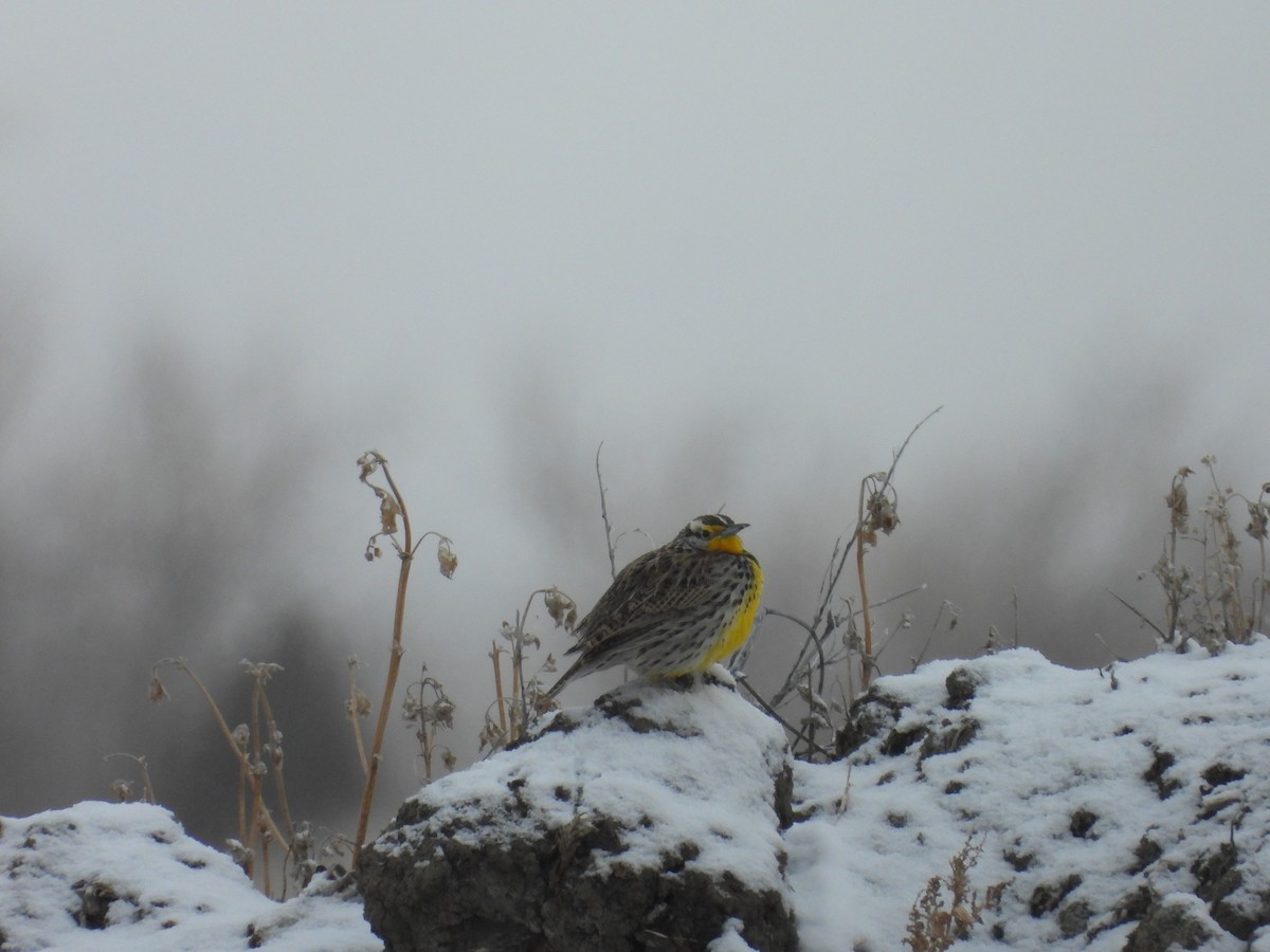 Western Meadowlark - Shelly Windett