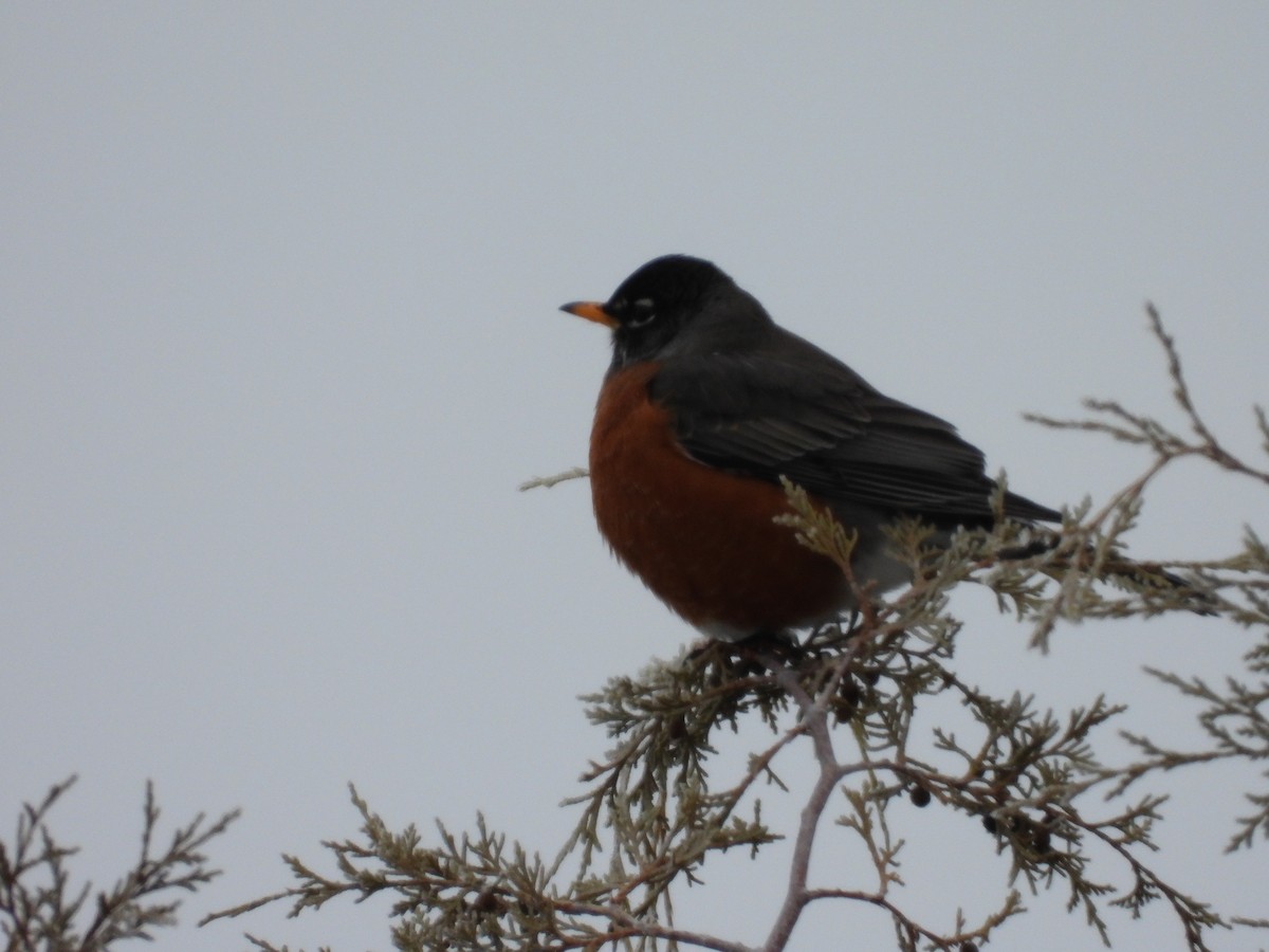 American Robin - ML622838302