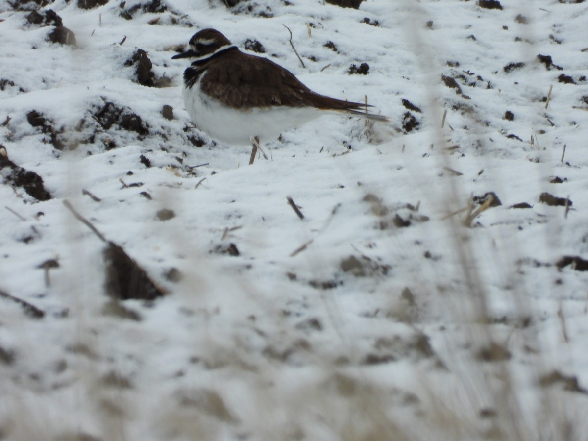 Killdeer - ML622838332