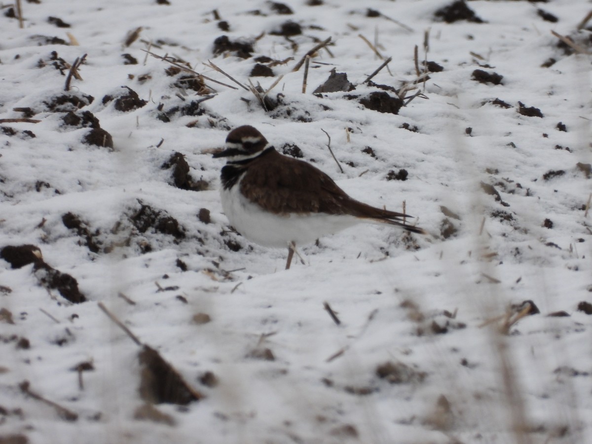 Killdeer - ML622838336