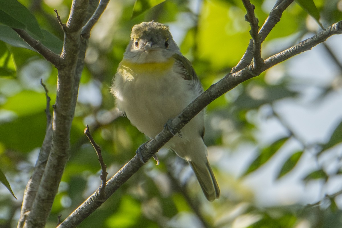 Green-backed Becard - ML622838342