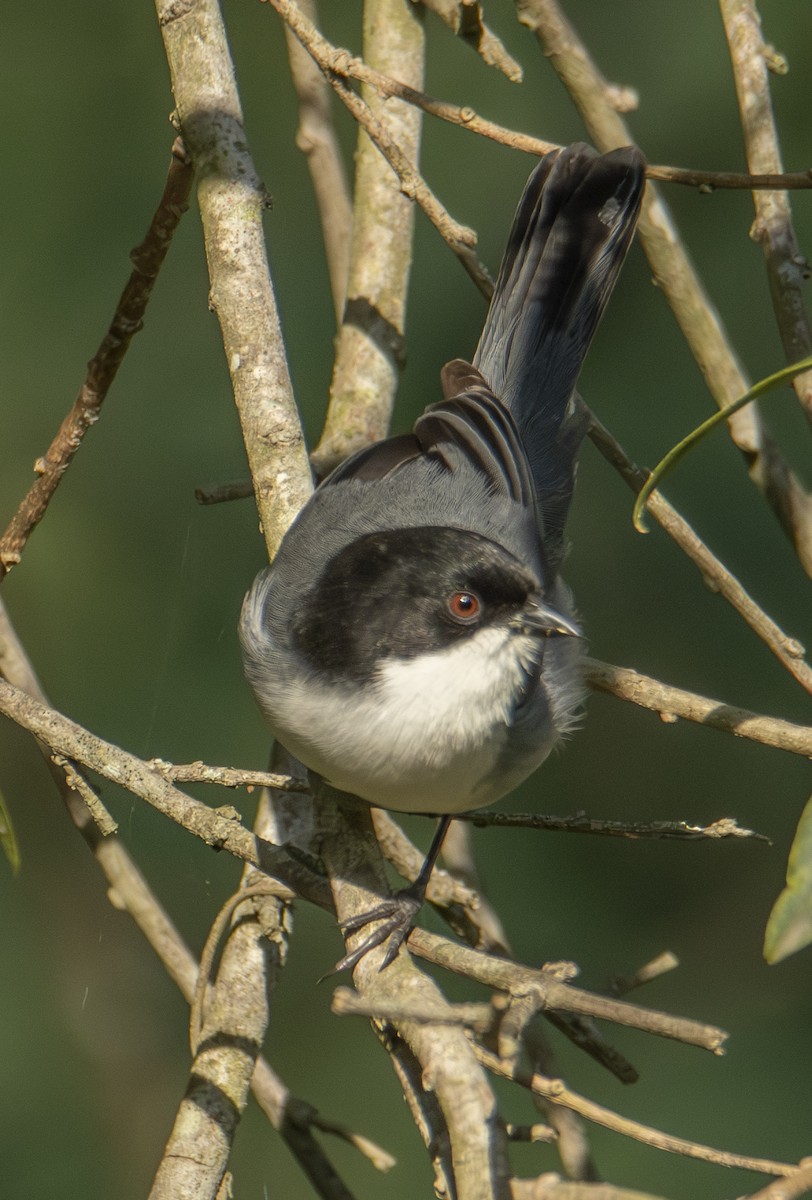 Black-capped Warbling Finch - ML622838360