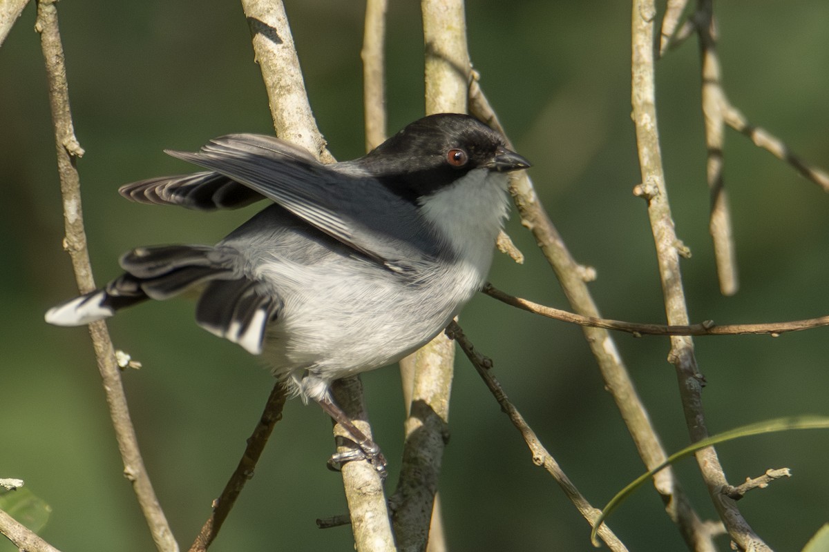 Black-capped Warbling Finch - ML622838361