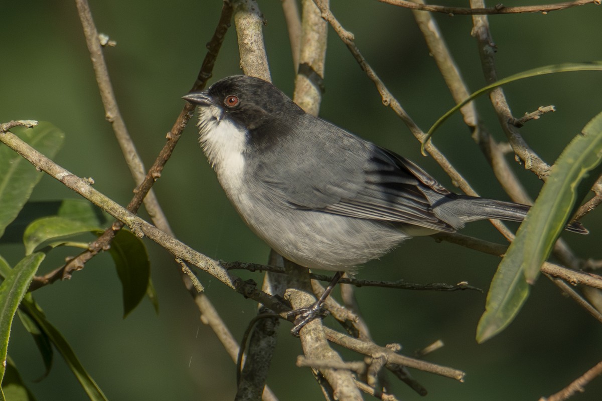 Black-capped Warbling Finch - ML622838362