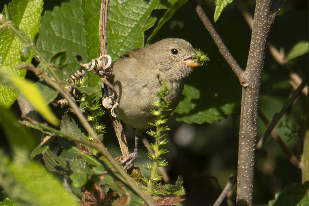 Dull-colored Grassquit - ML622838381