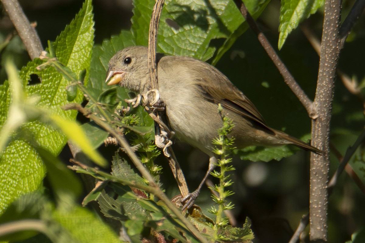 Dull-colored Grassquit - ML622838382