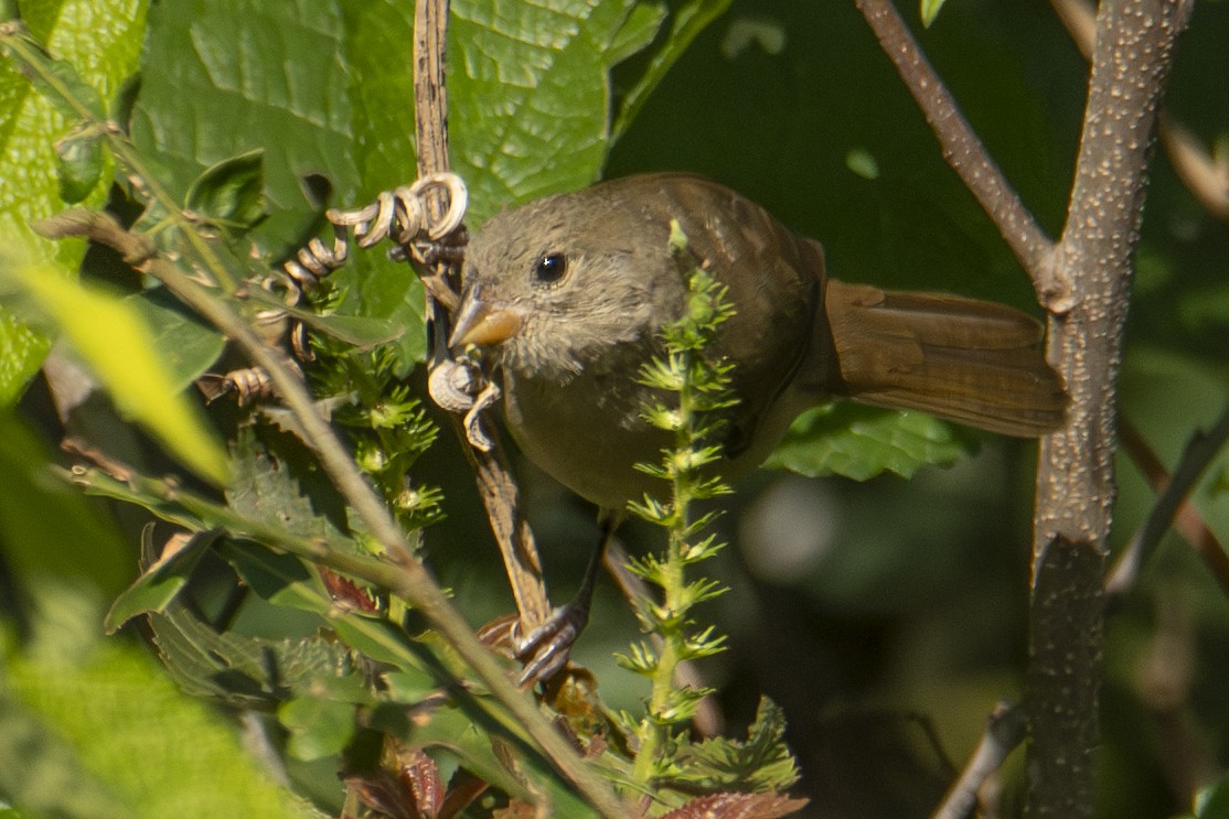 Dull-colored Grassquit - ML622838383