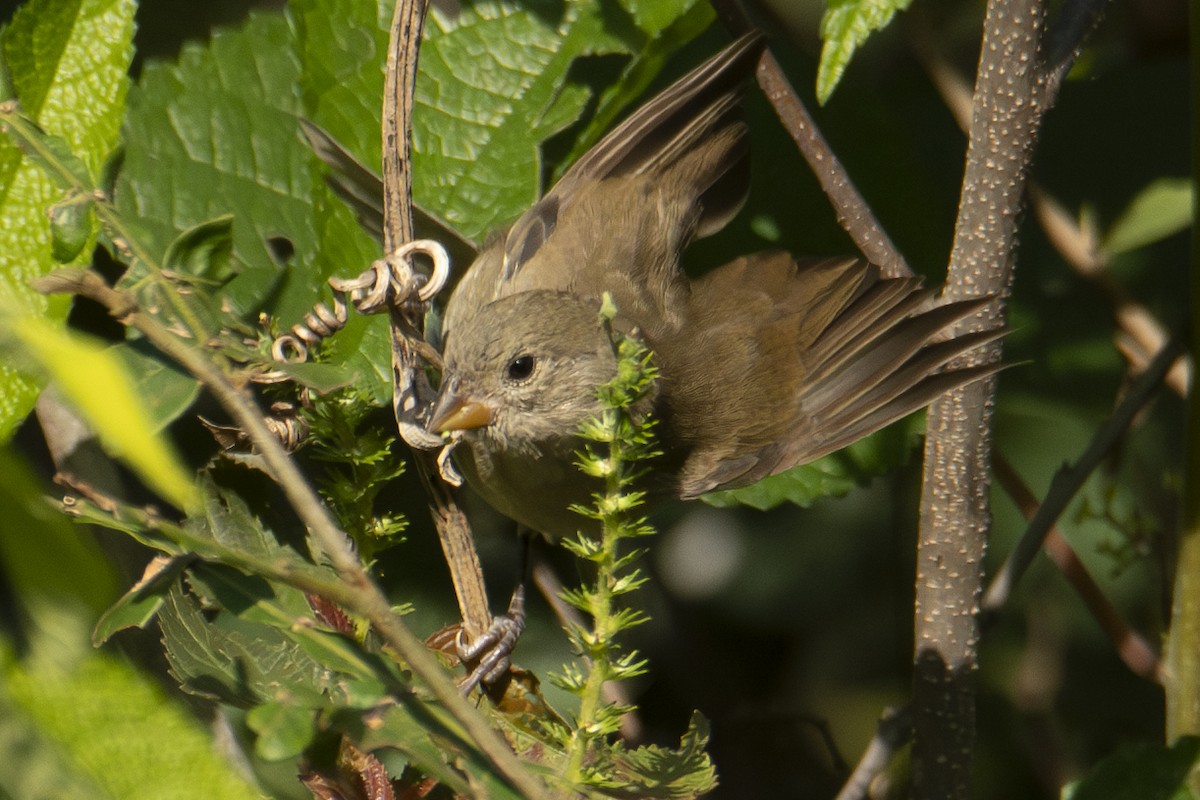 Dull-colored Grassquit - ML622838384