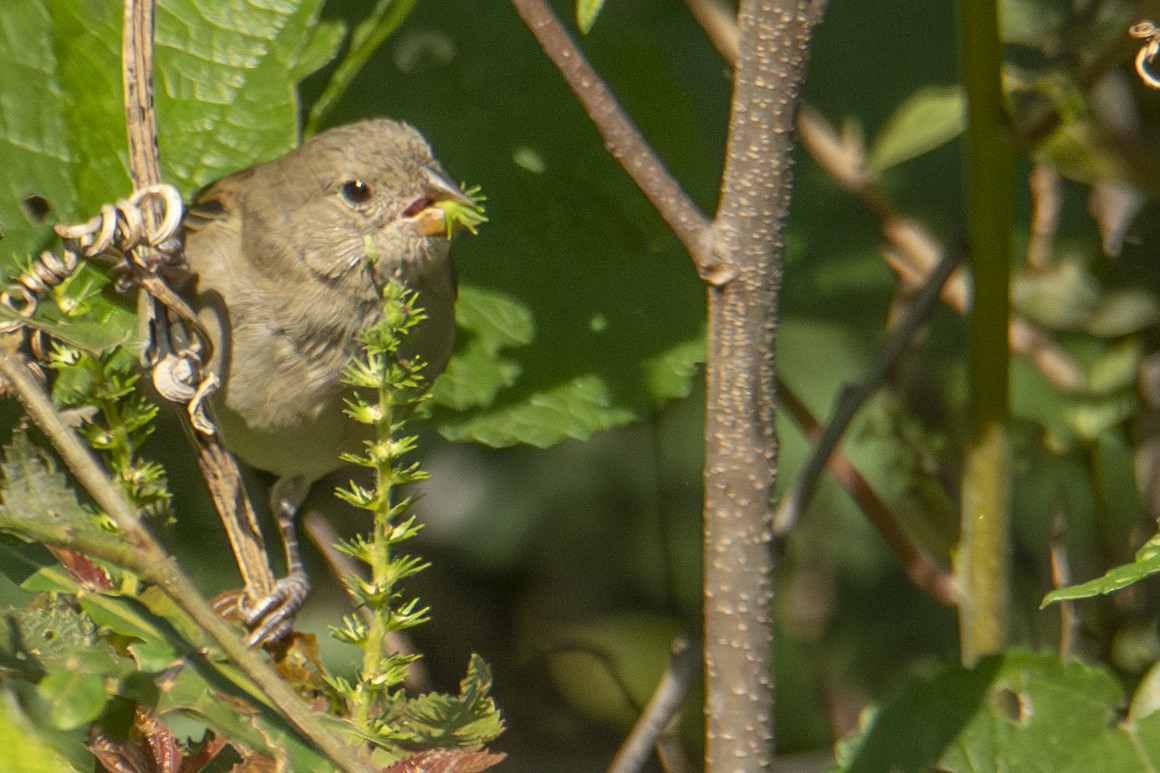 Dull-colored Grassquit - ML622838385