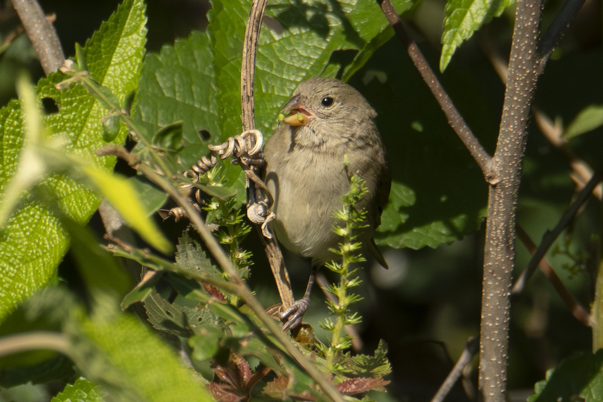 Dull-colored Grassquit - Andy Bowen