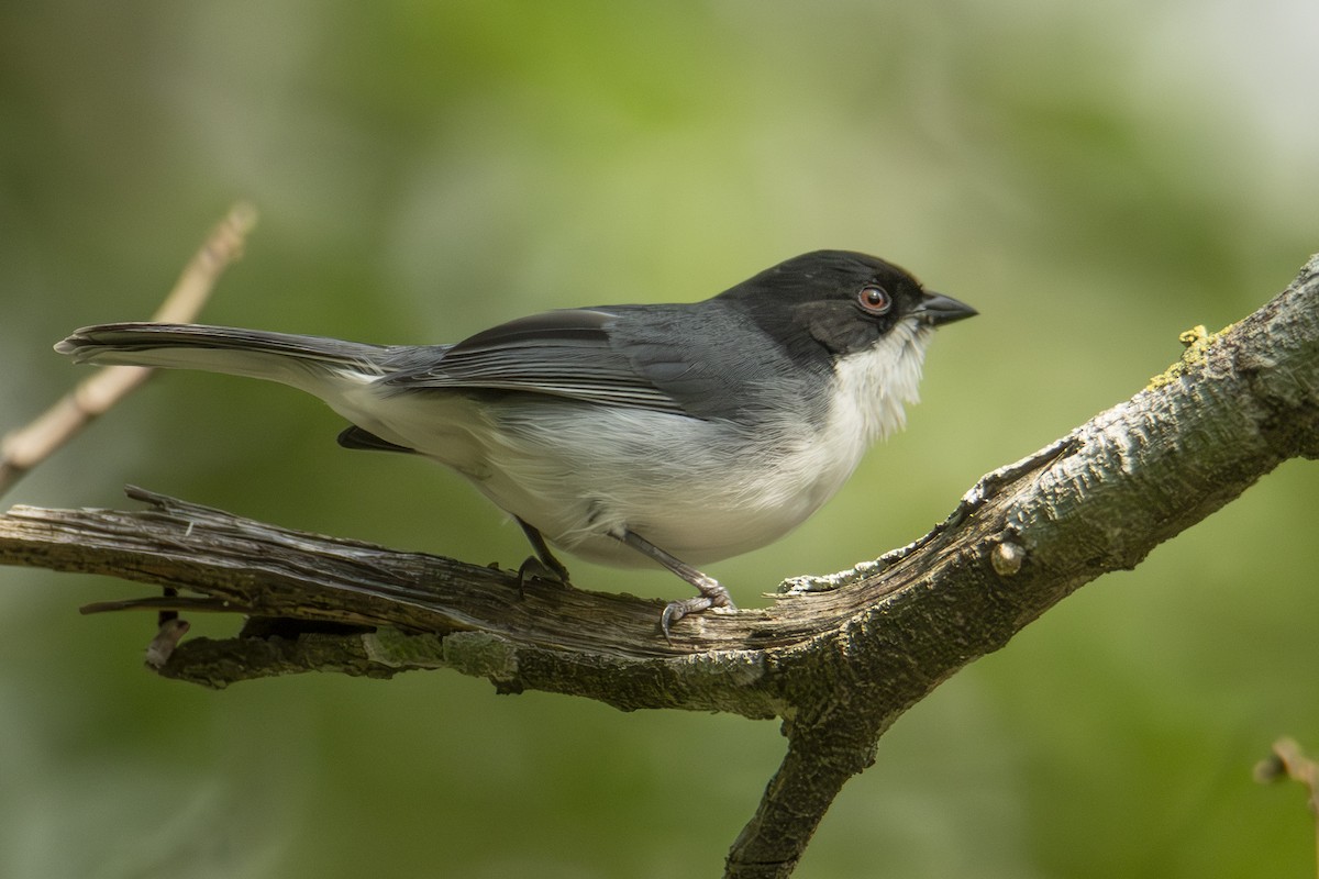 Black-capped Warbling Finch - ML622838391