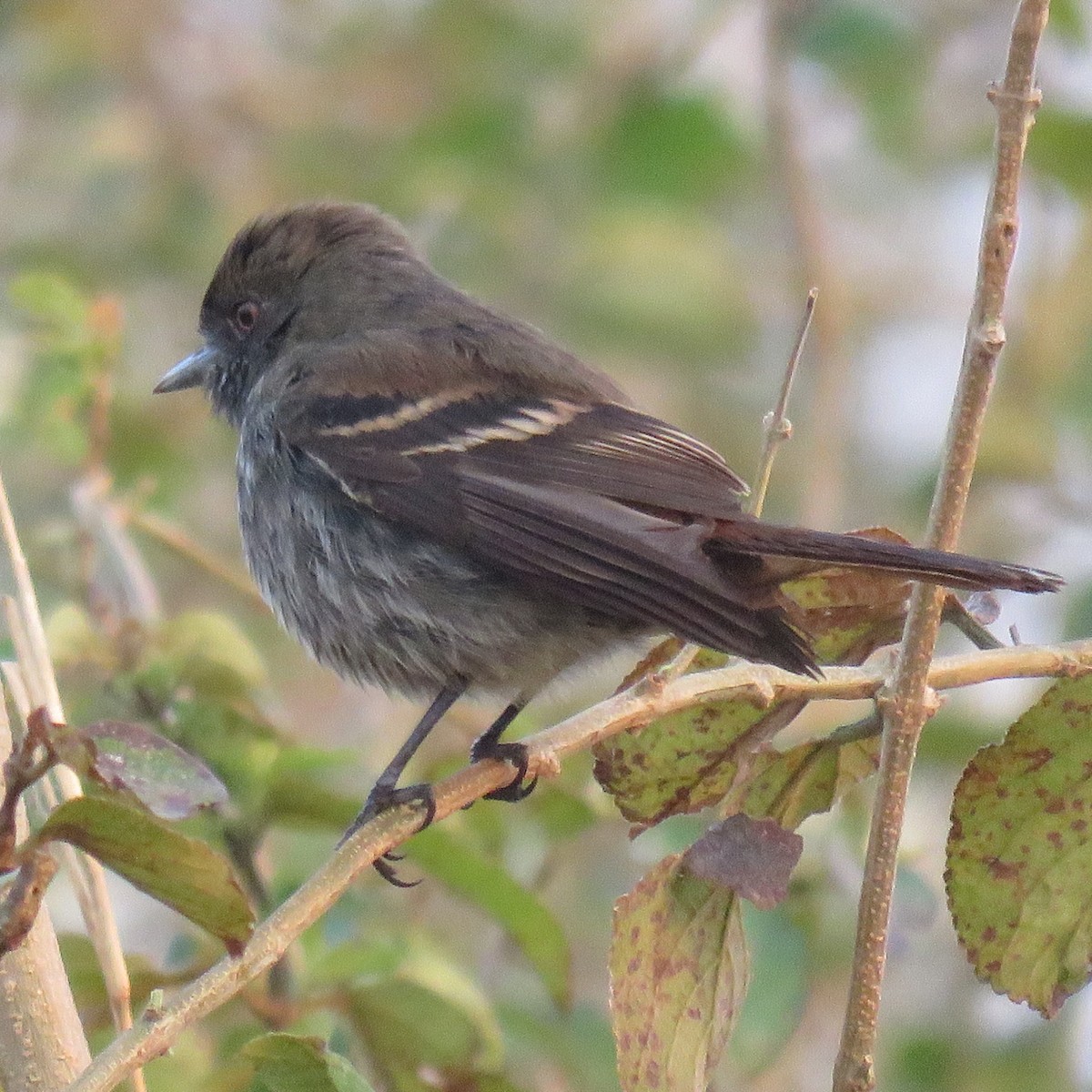 Cinereous Tyrant - Anonymous