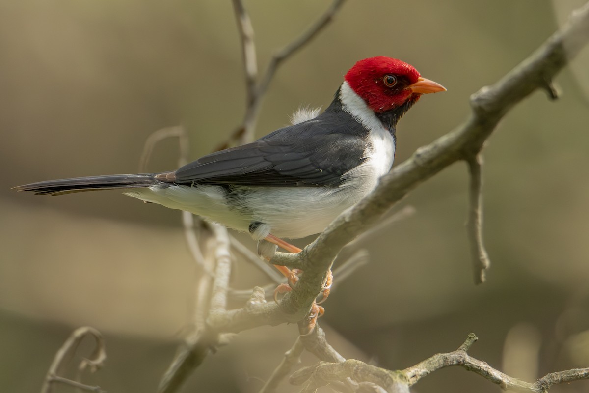 Yellow-billed Cardinal - ML622838401