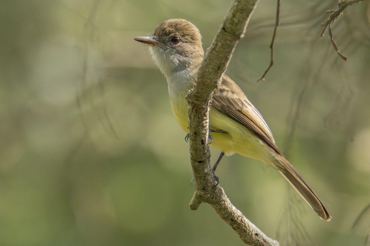 Short-crested Flycatcher - ML622838408